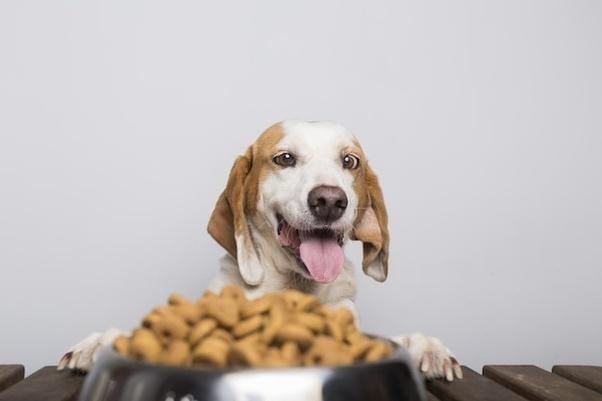 How to choose the right dog food for your pet